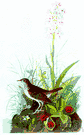 veery - tawny brown North American thrush noted for its song