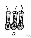 collar cell - any of the flagellated cells in sponges having a collar of cytoplasm around the flagellum