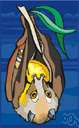 suborder Megachiroptera - fruit bats