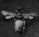 Italian bee - yellowish honeybee resembling the Carniolan bee in its habits