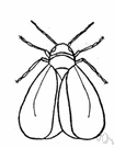 Aleyrodes - type genus of the Aleyrodidae