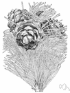 Pinus albicaulis - small pine of western North America