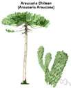 araucaria family - tall evergreen cone-bearing trees of South America and Australia with broad leathery leaves