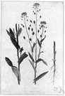 gold of pleasure - annual European false flax having small white flowers