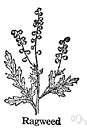 ambrosia - any of numerous chiefly North American weedy plants constituting the genus Ambrosia that produce highly allergenic pollen responsible for much hay fever and asthma