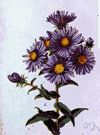 Aster novi-belgii - North American perennial herb having small autumn-blooming purple or pink or white flowers