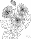 Barberton daisy - widely cultivated South African perennial having flower heads with orange to flame-colored rays