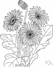 Transvaal daisy - widely cultivated South African perennial having flower heads with orange to flame-colored rays