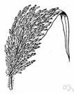 broomcorn millet - extensively cultivated in Europe and Asia for its grain and in United States sometimes for forage