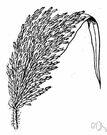 Panicum miliaceum - extensively cultivated in Europe and Asia for its grain and in United States sometimes for forage