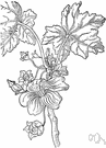 velvet-leaf - arborescent perennial shrub having palmately lobed furry leaves and showy red-purple flowers