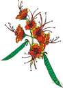 bird of paradise - a tropical flowering shrub having bright orange or red flowers