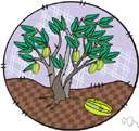 carambola tree - East Indian tree bearing deeply ridged yellow-brown fruit