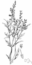 blue sage - sage of western North America to Central America having violet-blue flowers