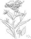 poke milkweed - milkweed of the eastern United States with leaves resembling those of pokeweed