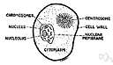 autoregulation - (physiology) processes that maintain a generally constant physiological state in a cell or organism