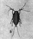 lac - resinlike substance secreted by certain lac insects