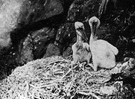nestling - young bird not yet fledged
