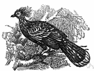 stinkbird - crested ill-smelling South American bird whose young have claws on the first and second digits of the wings