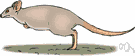 kangaroo rat - any of several rabbit-sized ratlike Australian kangaroos