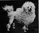 toy poodle - the breed of very small poodles