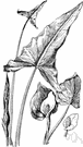 Peltandra virginica - perennial herb of the eastern United States having arrowhead-shaped leaves and an elongate pointed spathe and green berries