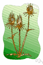 wild teasel - European teasel with white to pink flowers