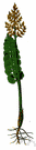 common moonwort - of America and Eurasia and Australia