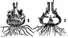 corm - solid swollen underground bulb-shaped stem or stem base and serving as a reproductive structure