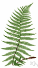 genus Athyrium - temperate and tropical lady ferns