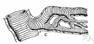 tracheal - relating to or resembling or functioning like a trachea