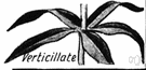 verticillated - forming one or more whorls (especially a whorl of leaves around a stem)