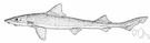 Mustelus mustelus - smooth dogfish of European coastal waters
