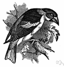 genus Coccothraustes - large finches