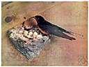family Artamidae - wood swallows