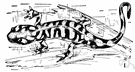 tiger salamander - widely distributed brown or black North American salamander with vertical yellowish blotches