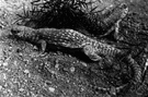 Dipsosaurus - desert iguanas