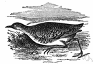 button quail - small quail-like terrestrial bird of southern Eurasia and northern Africa that lacks a hind toe