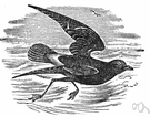 storm petrel - any of various small petrels having dark plumage with paler underparts