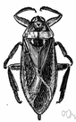 giant water bug - large water bug with piercing and sucking mouthparts