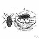 American blight - primarily a bark feeder on aerial parts and roots of apple and other trees