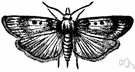 Pyralididae - bee moths
