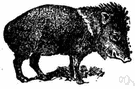 musk hog - nocturnal gregarious pig-like wild animals of North America and South America