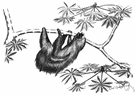 two-toed sloth - relatively small fast-moving sloth with two long claws on each front foot