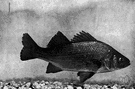 white perch - small silvery food and game fish of eastern United States streams