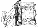 spinal vein - veins that drain the spinal cord