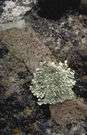 acrocarpous moss - a moss in which the main axis is terminated by the archegonium (and hence the capsule)