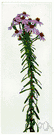 Aster linarifolius - wiry tufted perennial of the eastern United States with stiff erect rough stems, linear leaves and large violet flowers