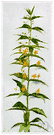 whorled loosestrife - common North American yellow-flowered plant