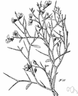 smoke tree - greyish-green shrub of desert regions of southwestern United States and Mexico having sparse foliage and terminal spikes of bluish violet flowers